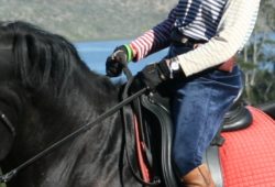 Quiet Hands When Riding Article For Dressage Today