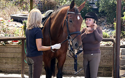 Services - Boarding on Sea Horse Ranch