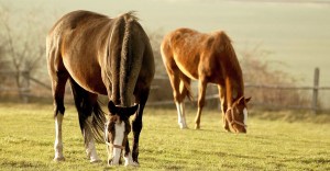 Horse Training