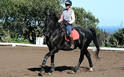 Sea Horse Ranch Services - horse training