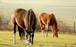 Grazing horses