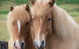 Two horses