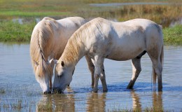 White horses