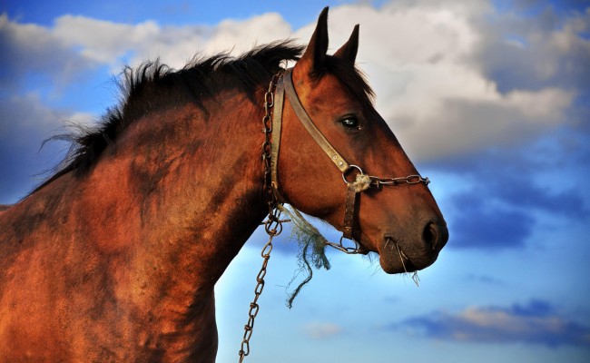 Horse and clouds