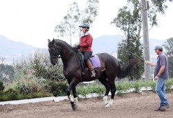 Horse Training