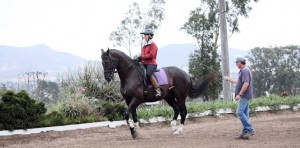 Central Coast Horse Training