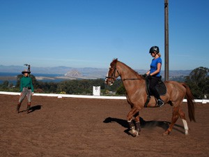 Horse Training All Levels