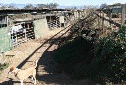 Horse Boarding