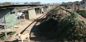 Central Coast Horse Boarding