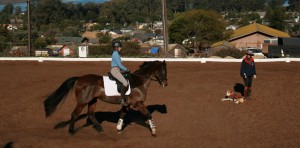 Horse Training San Luis Obispo