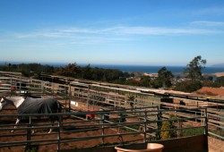 Central Coast Horse Boarding