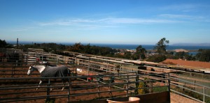 SLO Horse Boarding