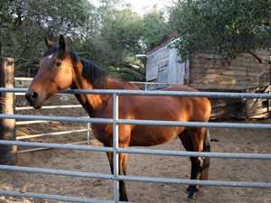 san luis obispo horse boarding