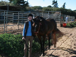 horse-paddock