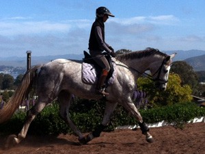 central coast horse training