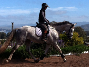 central coast horse training