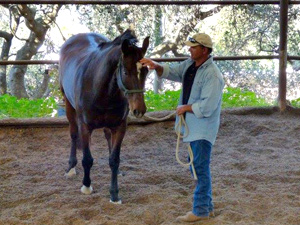 Horse Riding Clinics by Craig Standley