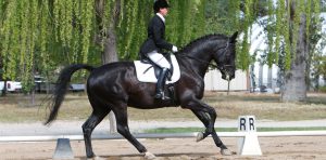why-dressage