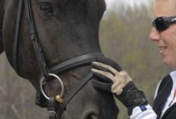 Snaffle Bridle Usage In FEI Tests