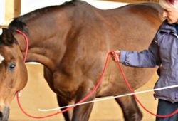 Linda Tellington Jones TTouch Clinic At Sea Horse Ranch