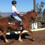 DRESSAGE BASICS IMPROVES GAITED HORSES TOO!