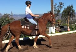 DRESSAGE BASICS IMPROVES GAITED HORSES TOO!