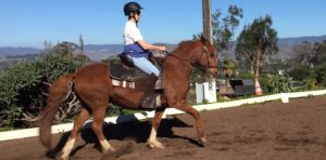 Dressage Basics Training