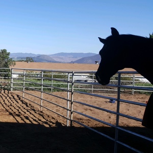 central-california-horse-boarding