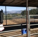 Horse Boarding In Central California