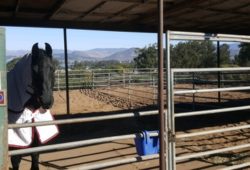 Horse Boarding In Central California