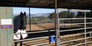 horse-boarding-central-california