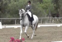 Dante Heir At Spirit Equestrian Dressage Show