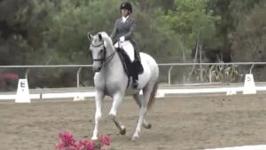 Dante-Heir-Spirit-Equestrian