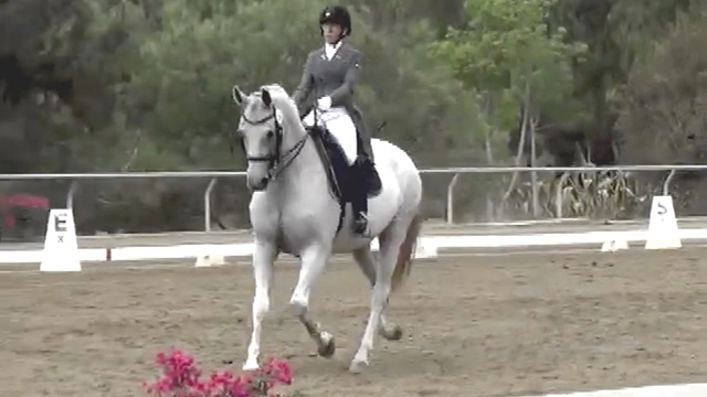 Dante Heir At Spirit Equestrian Dressage Show