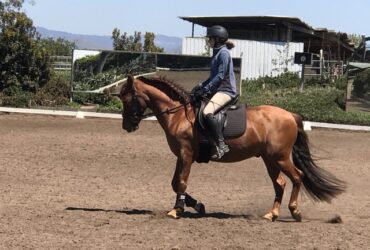 Instructional Schooling Show At The Ranch