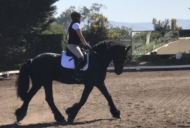 Instructional Schooling Show At The Ranch